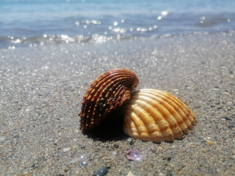 EL MÉTODO CURLY EN PLAYA Y PISCINA